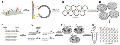 PASSPORT-seq: A Novel High-Throughput Bioassay to Functionally Test Polymorphisms in Micro-RNA Target Sites